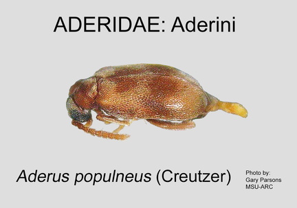 ADERINI Aderus populneus GP MSU-ARC