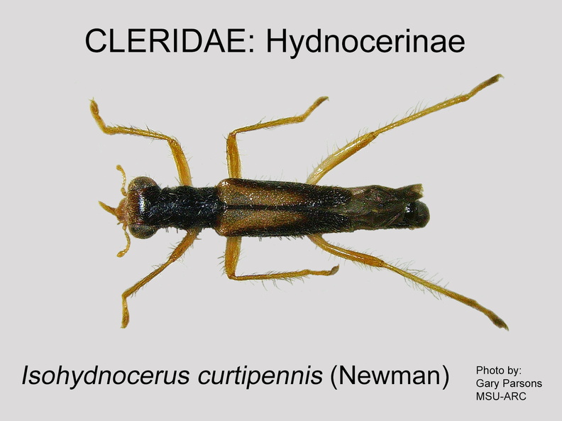 HYDNOCERINAE Isohydnocera curtipennis GP MSU_ARC.jpg