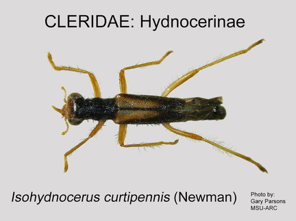 HYDNOCERINAE Isohydnocera curtipennis GP MSU ARC