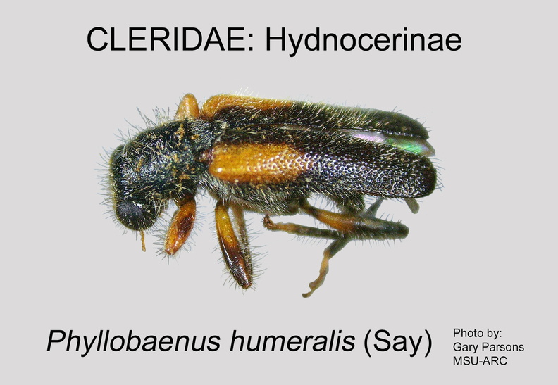 HYDNOCERINAE Phyllobaenus humeralis GP MSU-ARC.jpg