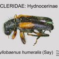 HYDNOCERINAE Phyllobaenus humeralis GP MSU-ARC