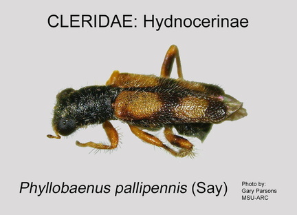 HYDNOCERINAE Phyllobaenus pallipennis GP MSU-ARC