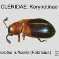 KORYNETINAE Necrobia ruficollis  GP MSU-ARC