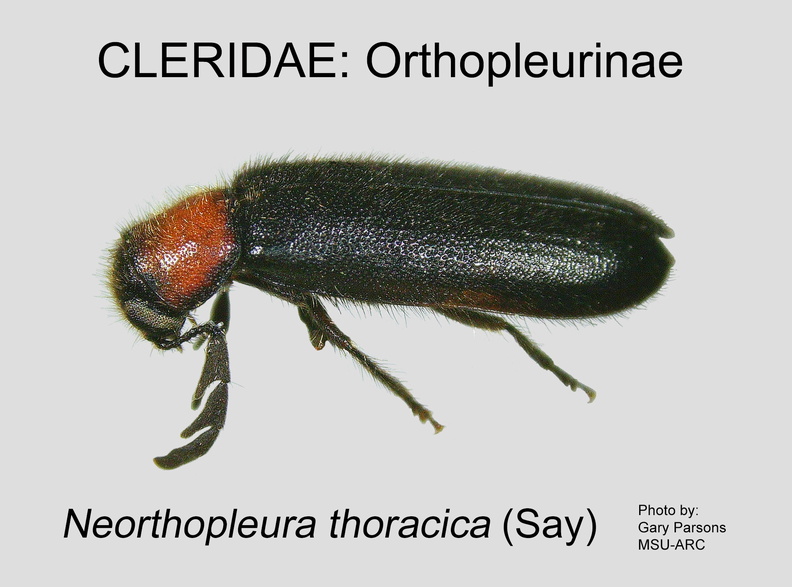 ORTHOPLEURINAE Neorthopleura thoracica GP MSU-ARC.jpg