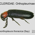 ORTHOPLEURINAE Neorthopleura thoracica GP MSU-ARC
