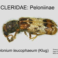 PELONIINAE Pelonium leucophaeum GP MSU-ARC