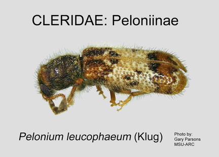 PELONIINAE Pelonium leucophaeum GP MSU-ARC