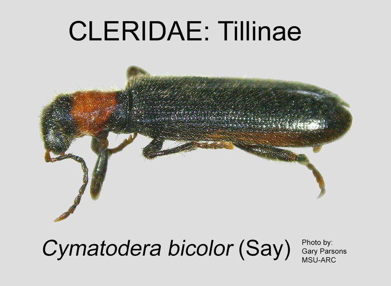 TILLINAE Cymatodera bicolor GP MSU-ARC.jpg