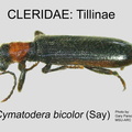 TILLINAE Cymatodera bicolor GP MSU-ARC