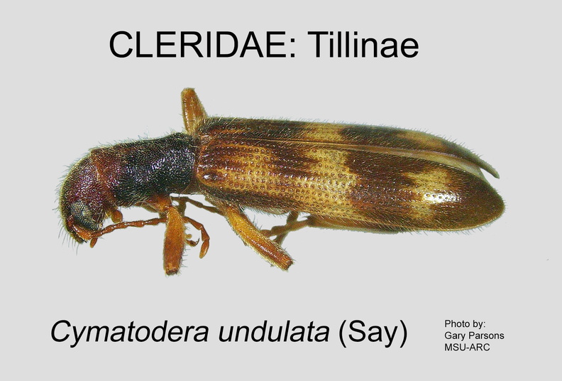 TILLINAE Cymatodera undulata GP MSU-ARC.jpg