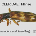 TILLINAE Cymatodera undulata GP MSU-ARC