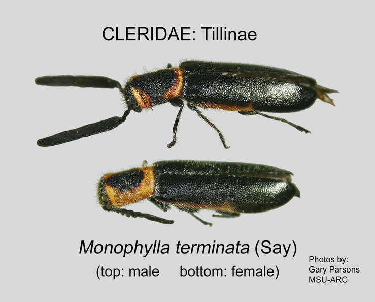 TILLINAE Monophylla terminata male GP MSU-ARC