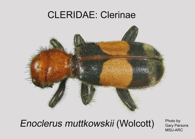 CLERINAE Enoclerus muttkowski GP MSU-ARC.jpg