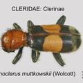 CLERINAE Enoclerus muttkowski GP MSU-ARC