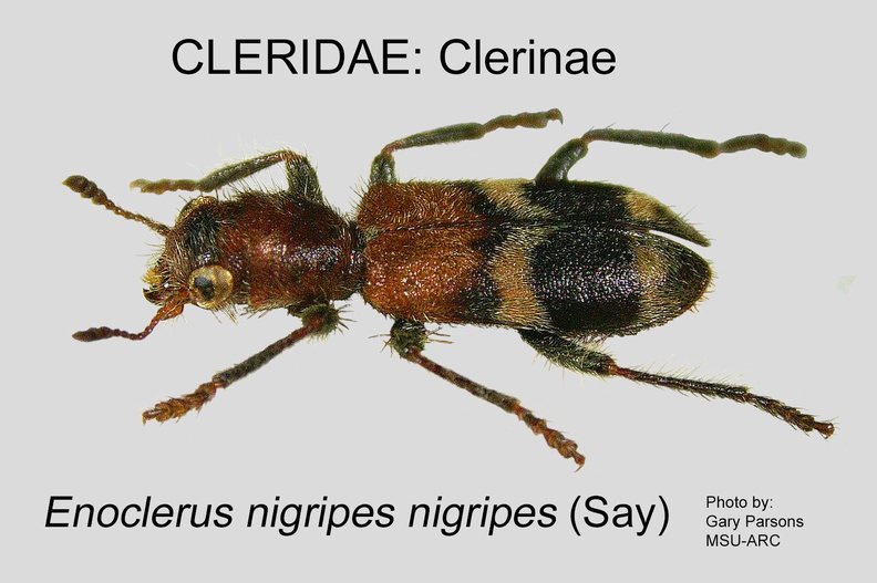 CLERINAE Enoclerus n nigripes GP MSU_ARC.jpg