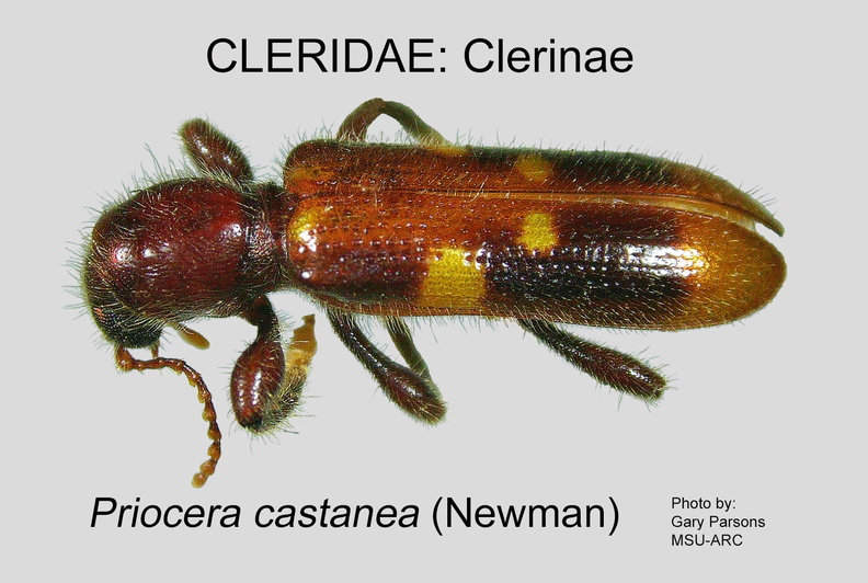 CLERINAE Priocera castanea GP MSU-ARC.jpg