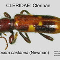 CLERINAE Priocera castanea GP MSU-ARC