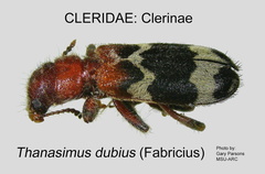 CLERINAE Thanasimus dubius GP ARC-MSU