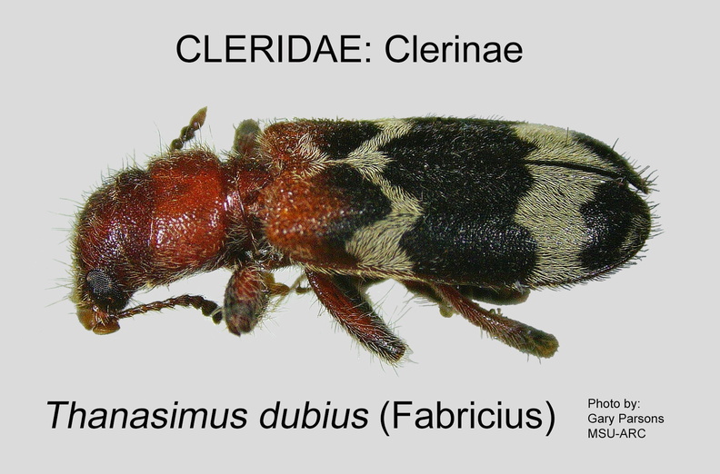 CLERINAE Thanasimus dubius GP ARC-MSU.jpg