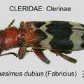 CLERINAE Thanasimus dubius GP ARC-MSU