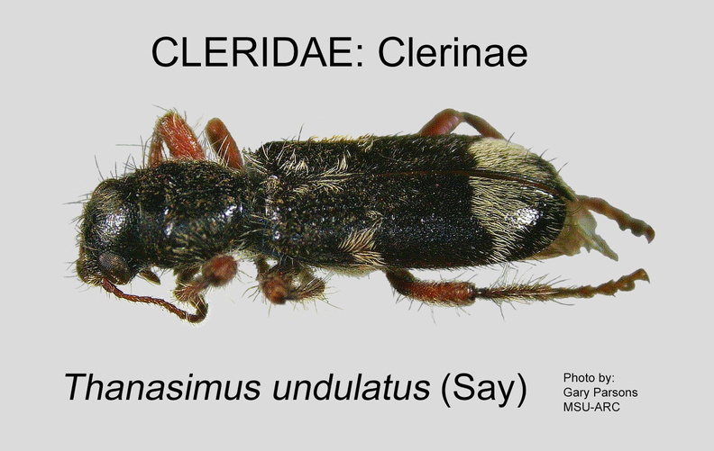 CLERINAE Thanasimus undulatus GP MSU-ARC.jpg