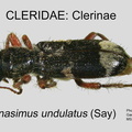 CLERINAE Thanasimus undulatus GP MSU-ARC
