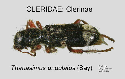 CLERINAE Thanasimus undulatus GP MSU-ARC
