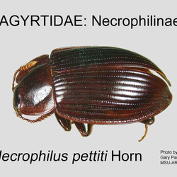 Agyrtidae