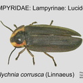 LAMP-LUCI Ellychnia corrusca GP MSU-ARC