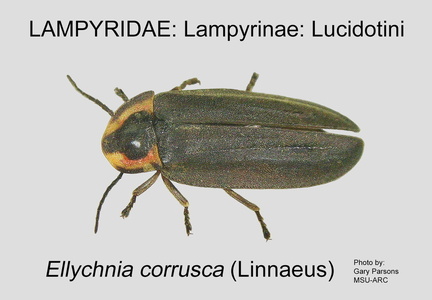 LAMP-LUCI Ellychnia corrusca GP MSU-ARC