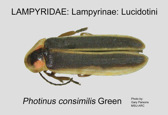 LAMP-LUCI Photinus consimilis GP MSU-ARC
