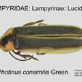 LAMP-LUCI Photinus consimilis GP MSU-ARC