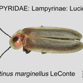 LAMP-LUCI Photinus marginellus GP MSU-ARC