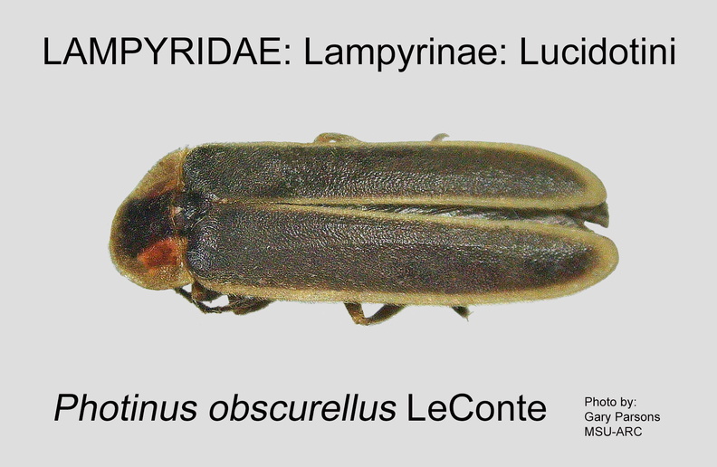 LAMP-LUCI Photinus obscurellus GP MSU-ARC.jpg