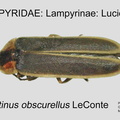 LAMP-LUCI Photinus obscurellus GP MSU-ARC