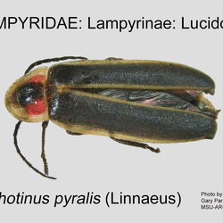 Lampyridae