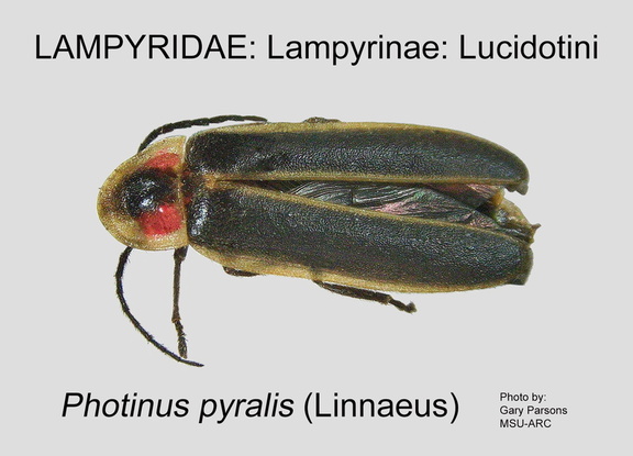 LAMP-LUCI Photinus pyralis GP MSU-ARC