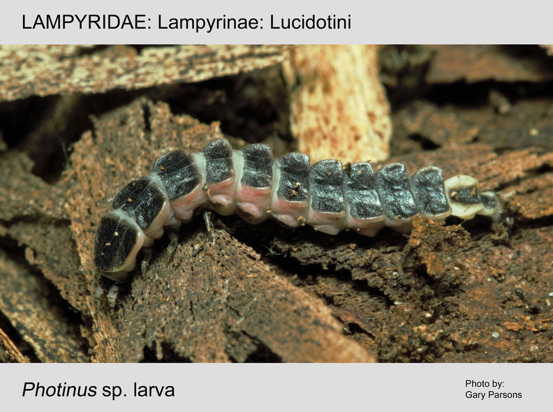 LAMP-LUCI Photinus sp larva GP