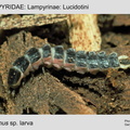 LAMP-LUCI Photinus sp larva GP