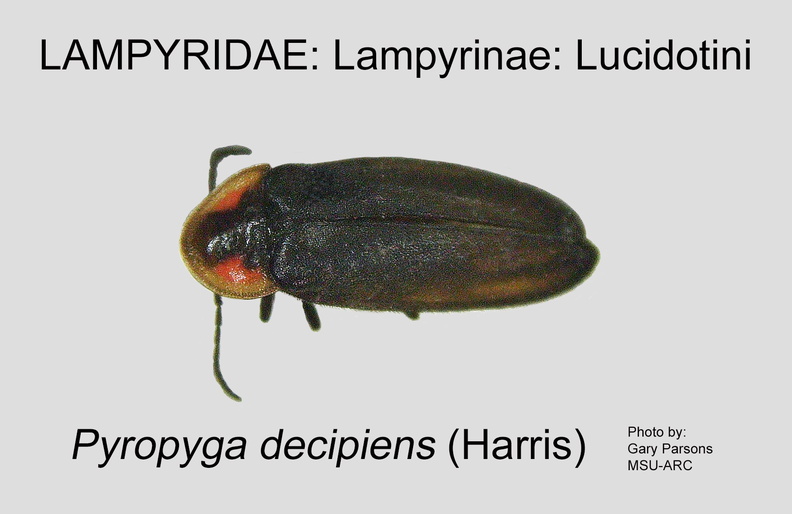 LAMP-LUCI Pyropyga decipiens GP MSU-ARC.jpg