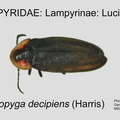 LAMP-LUCI Pyropyga decipiens GP MSU-ARC