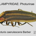 PHOT Photuris caerulescens GP MSU-ARC