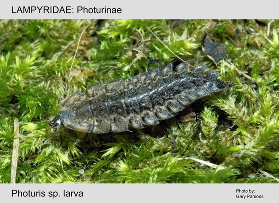 PHOT Photuris sp larva GP 