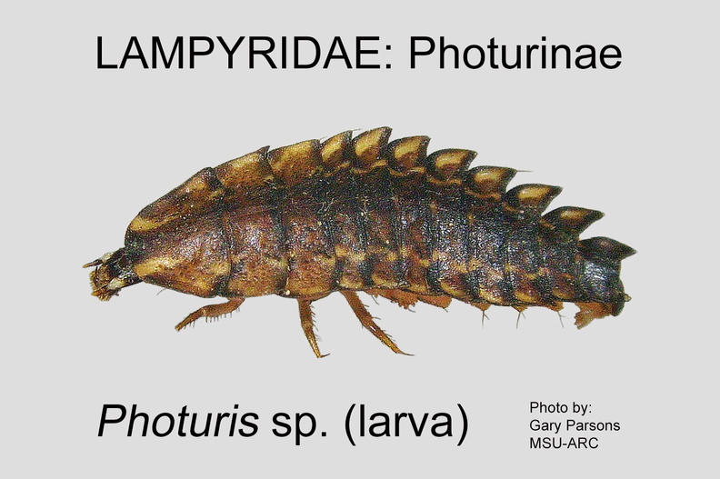 PHOT Photuris sp larva GP MSU-ARC.jpg