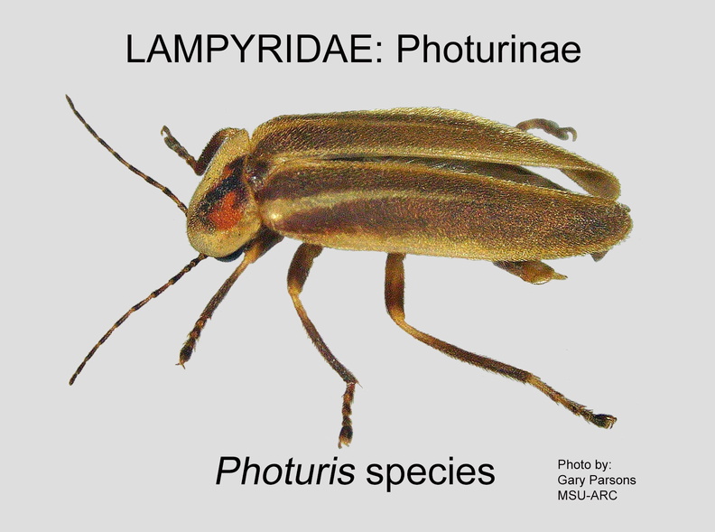 PHOT Photuris species GP MSU-ARC.jpg
