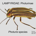PHOT Photuris species GP MSU-ARC