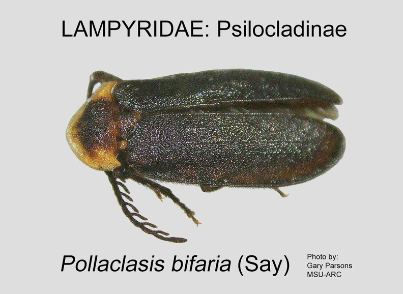 PSILO Pollaclasis bifaria GP MSU-ARC