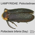 PSILO Pollaclasis bifaria GP MSU-ARC