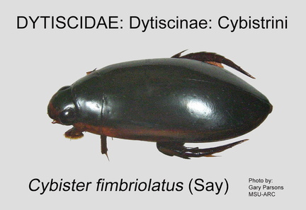 DYTIS-CYBI Cybister fimbriolatus GP MSU-ARC
