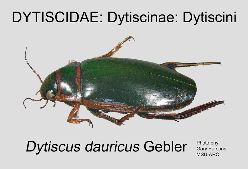 DYTIS-DYTI Dytiscus dauricus GP MSU-ARC.jpg
